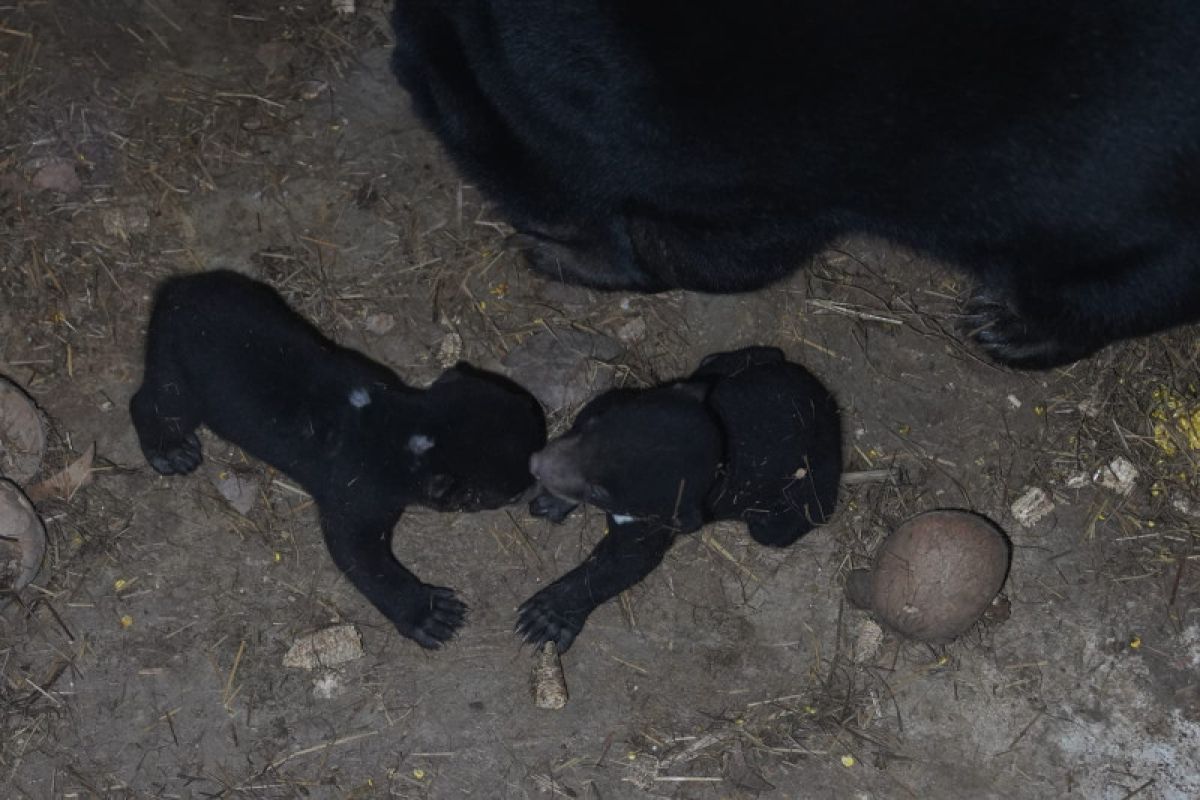 Dua ekor bayi beruang madu tambah koleksi Taman Satwa Lembah Hijau