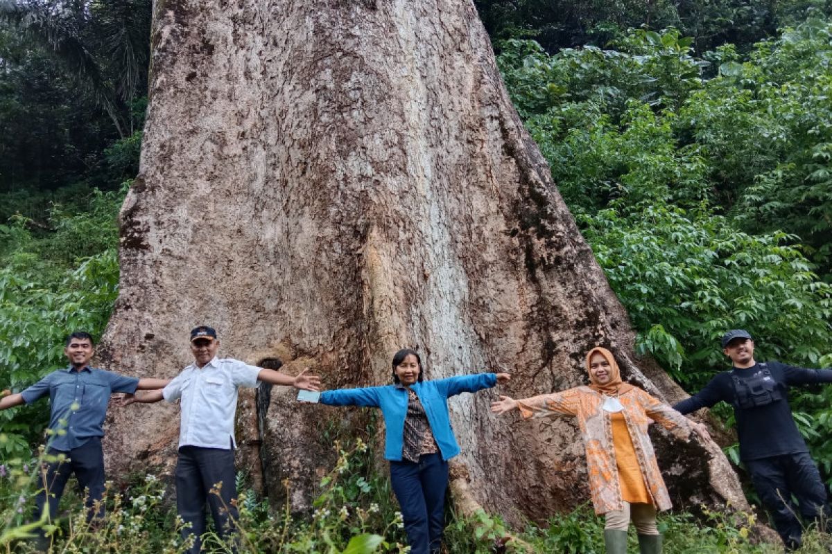 Pohon besar berusia ratusan tahun di Koto Malintang Agam bisa tarik wisatawan