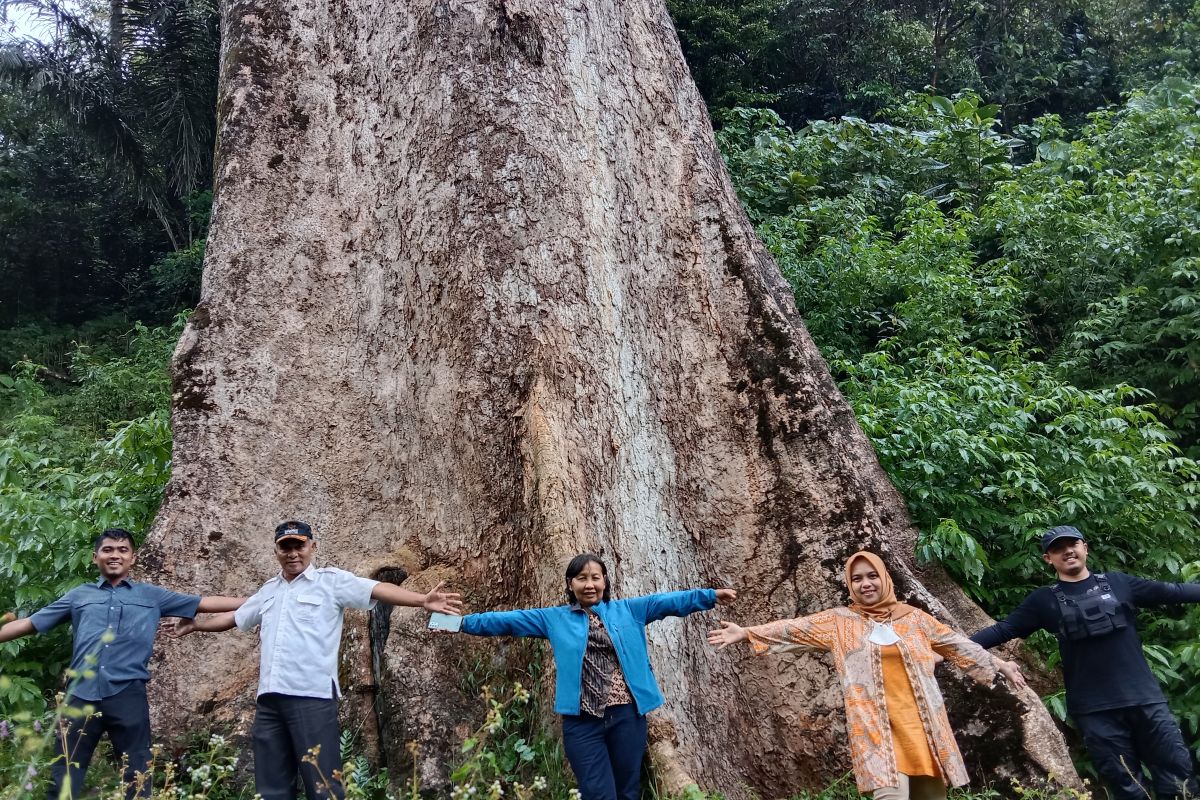 Pohon besar di Koto Malintang Agam bisa tarik wisatawan