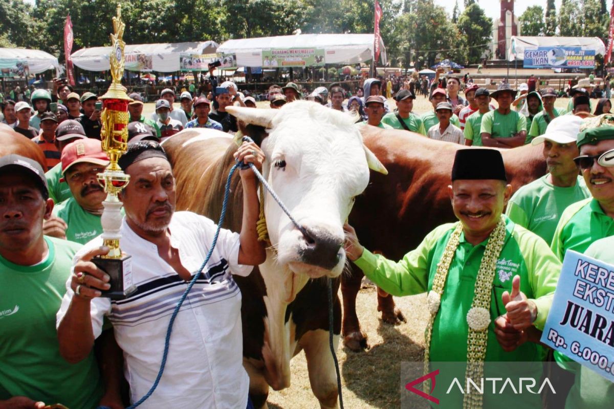 Situbondo miliki populasi ternak sapi terbesar di Jatim