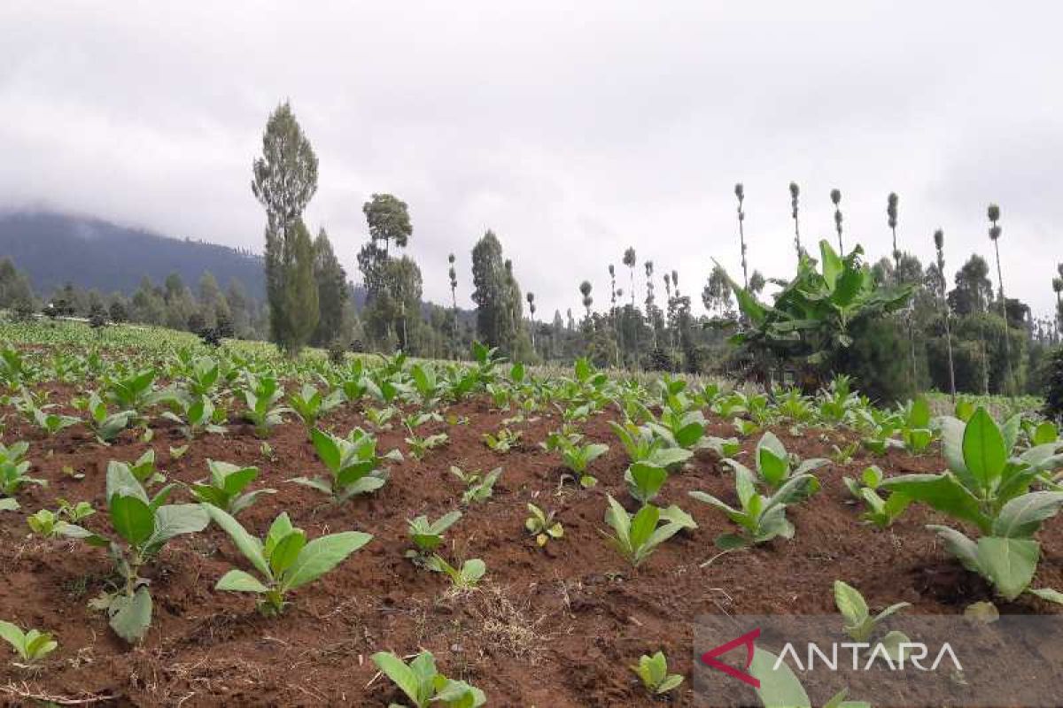 Pemkab Temanggung bantu benih tembakau gratis bagi petani