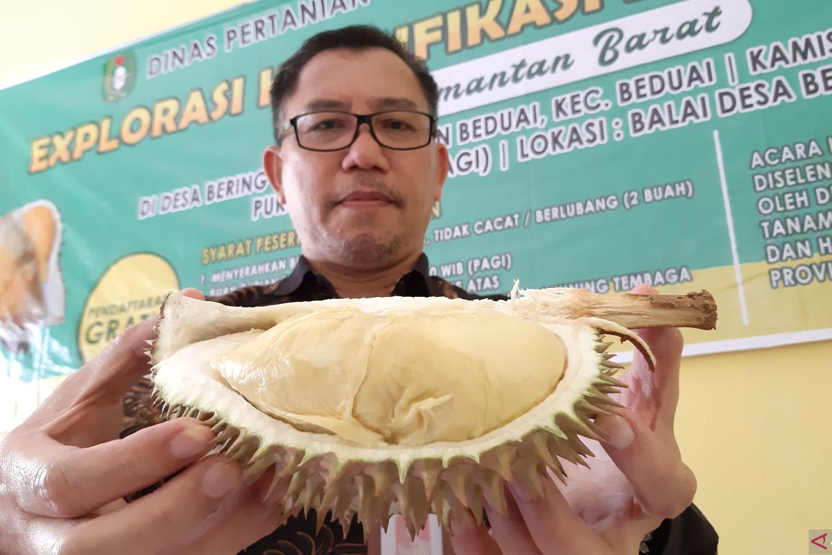 Dinas TPH Kalbar berkomitmen kembangkan durian unggul lokal