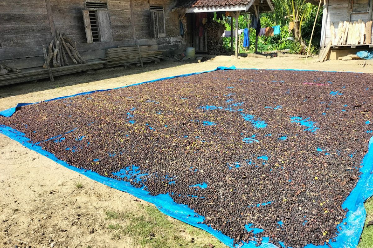Harga biji kopi robusta di Kabupaten Lampung Barat melonjak