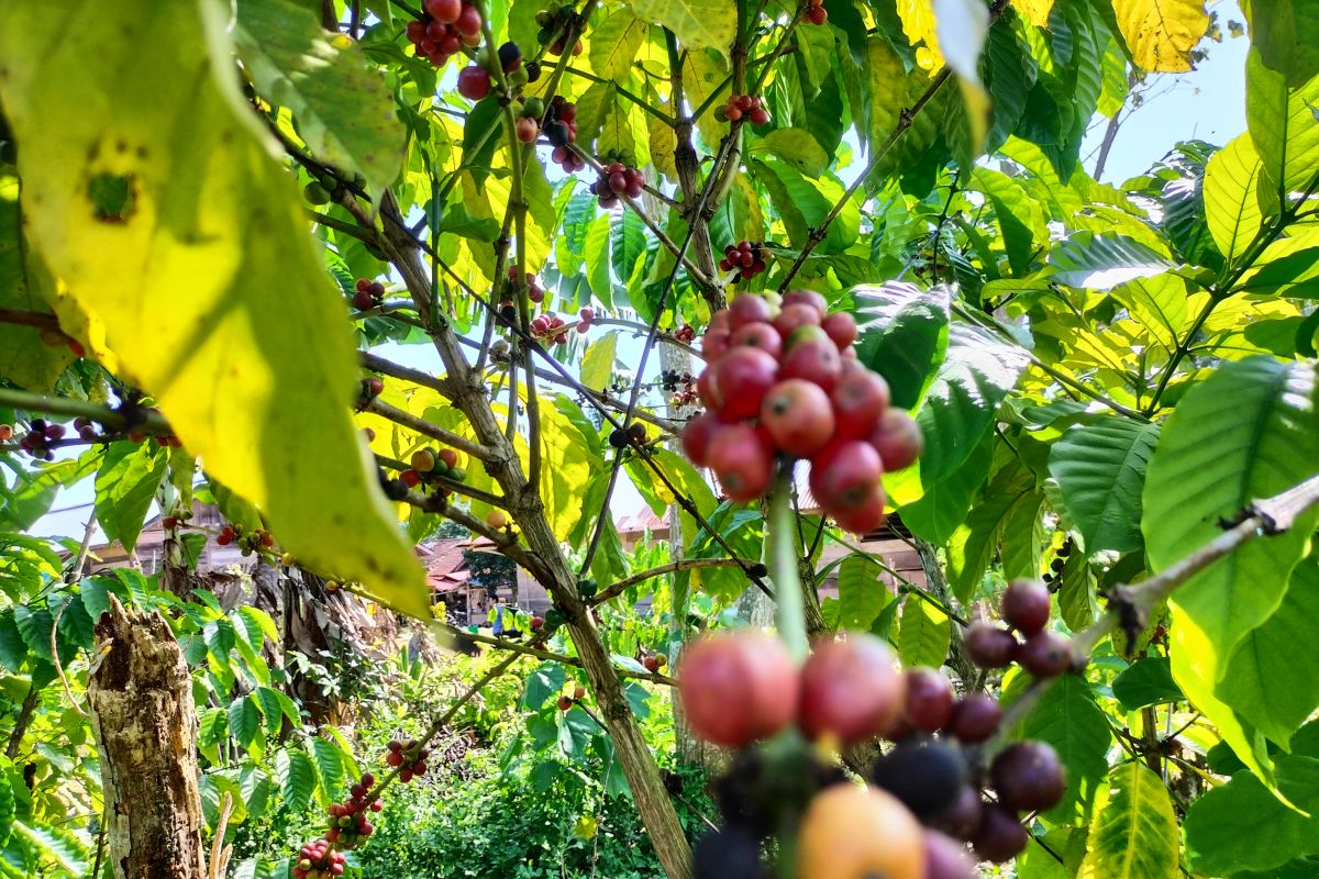 Disbunnak Lampung Barat berikan kiat jaga produksi kopi