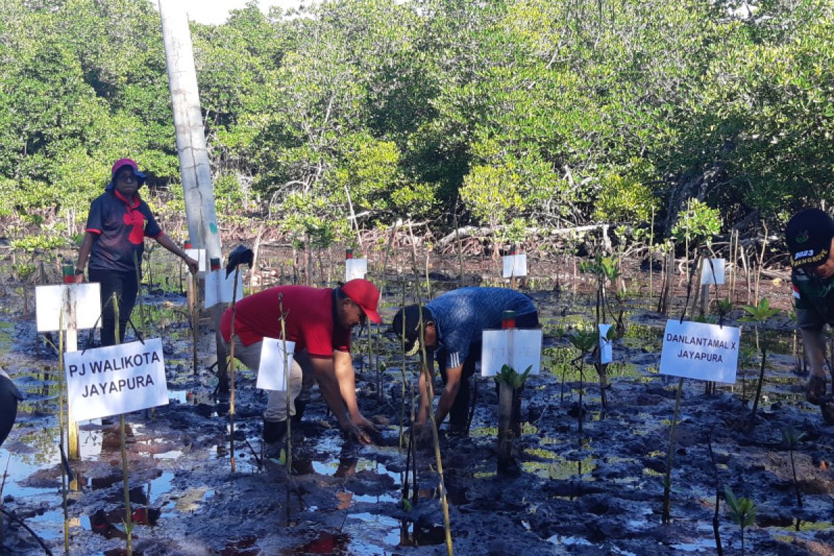 Pemkot Jayapura tanam mangrove menjelang Hari Lingkungan Hidup Sedunia