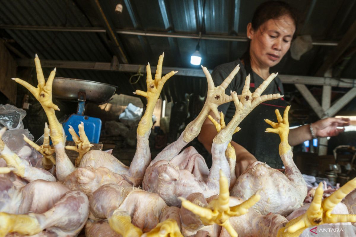 Disperindag ESDM Sumut: Daging  ayam mahal karena harga pakan tinggi