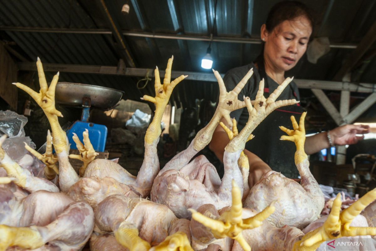 Pasokan melimpah, harga daging ayam di Lebak turun Rp4.000 per kg