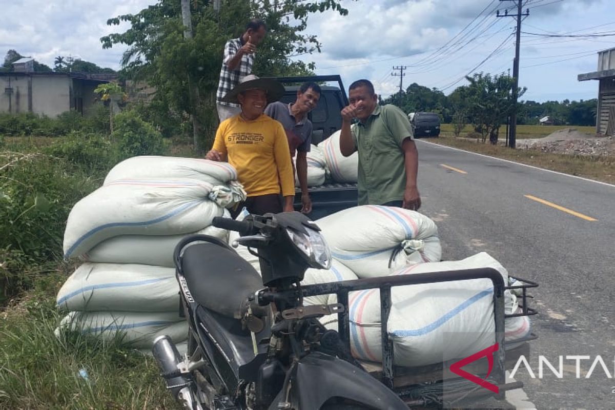 Memasuki musim panen, Harga gabah di Abdya turun