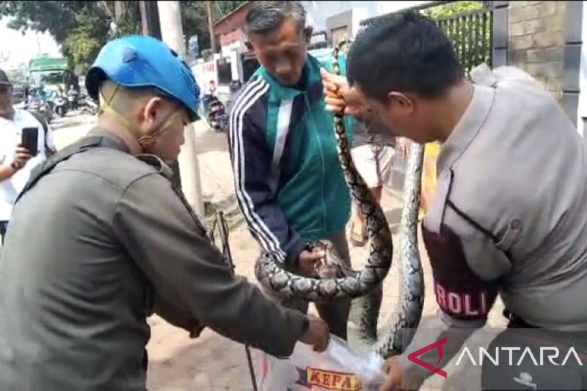 Ular Sanca sepanjang tiga meter diamankan di SMAN 2 Tangsel