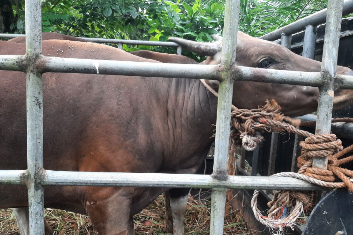 Pemprov Kepri pastikan kebutuhan sapi kurban di Pulau Bintan mencukupi