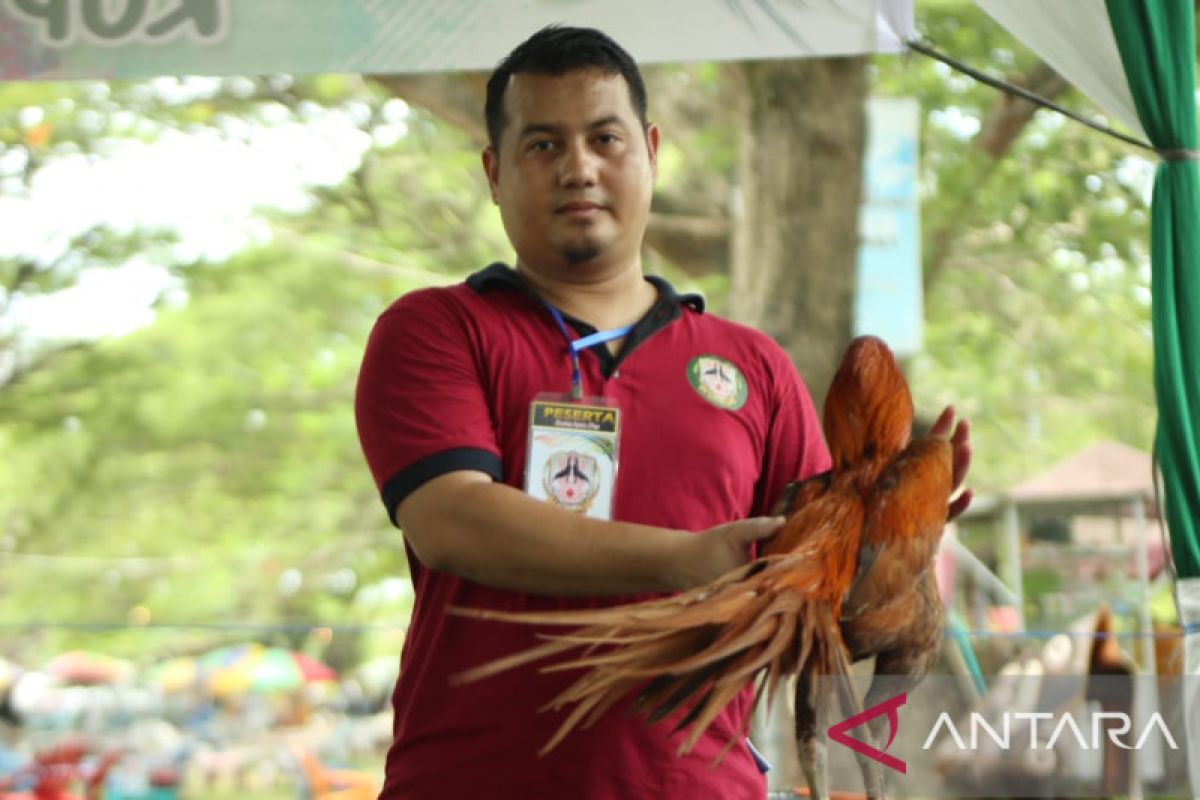 Beternak ayam hias ekor lidi bisa raup omzet puluhan juta