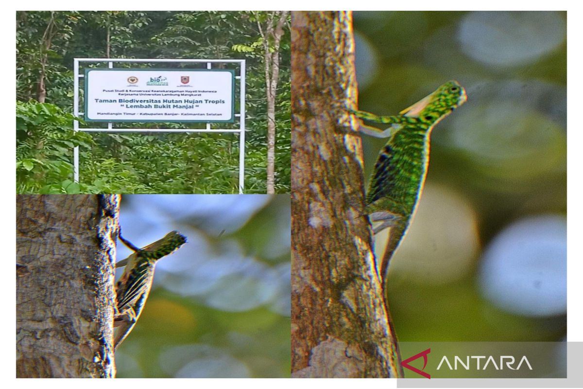 Lembah Bukit Manjai di Banjar menjadi tempat hidup kadal "naga terbang"