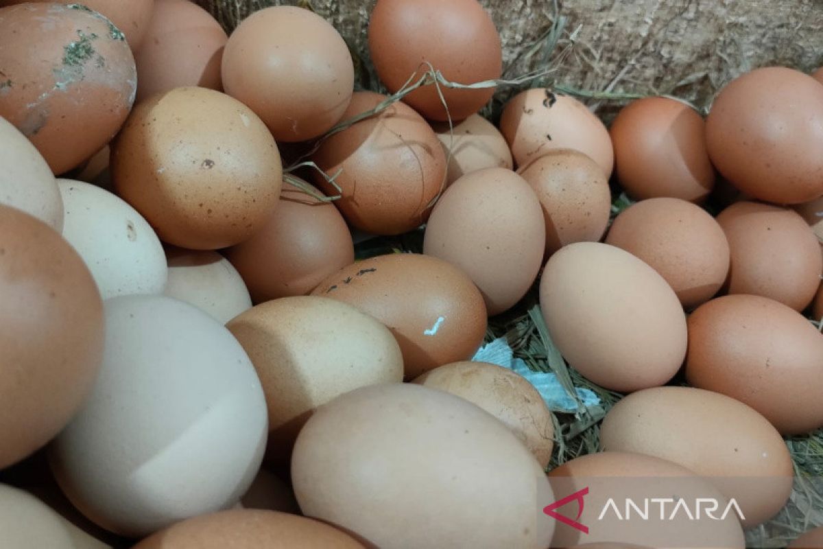 Harga telur di Surakarta mulai turun