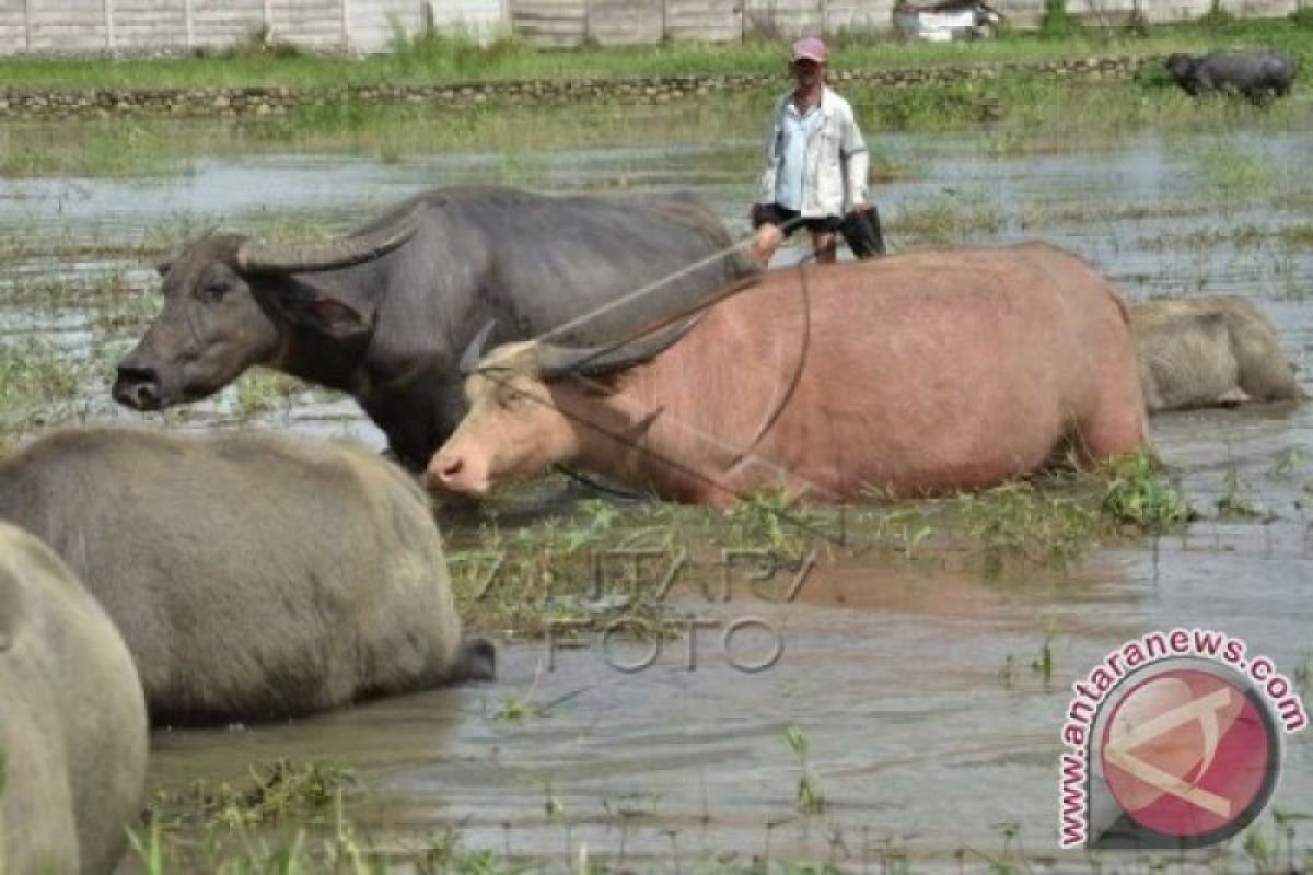 Ketersediaan hewan kurban di Riau mencapai 51.688 ekor