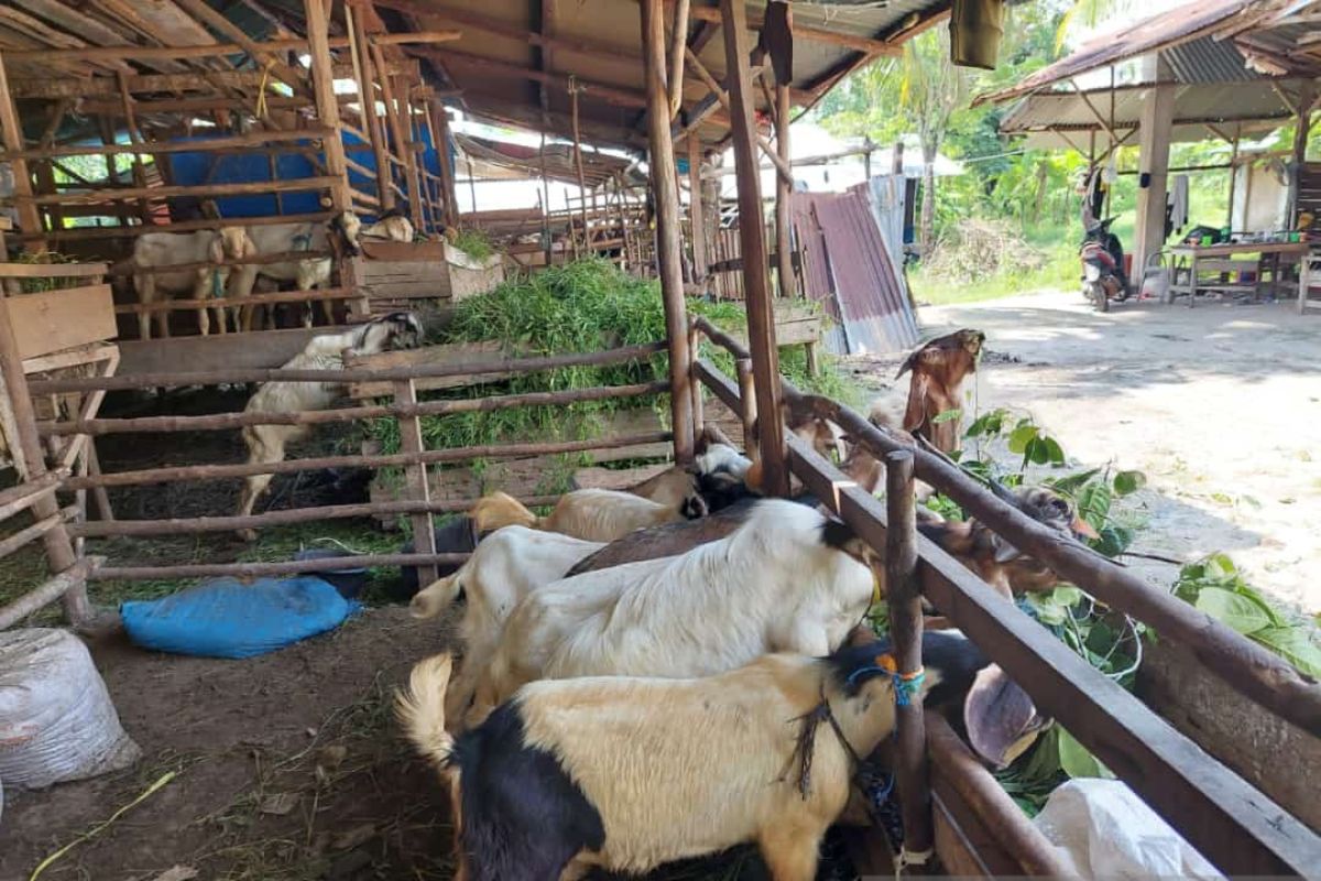 DKPP Belitung awasi kesehatan hewan kurban jelang Idul Adha