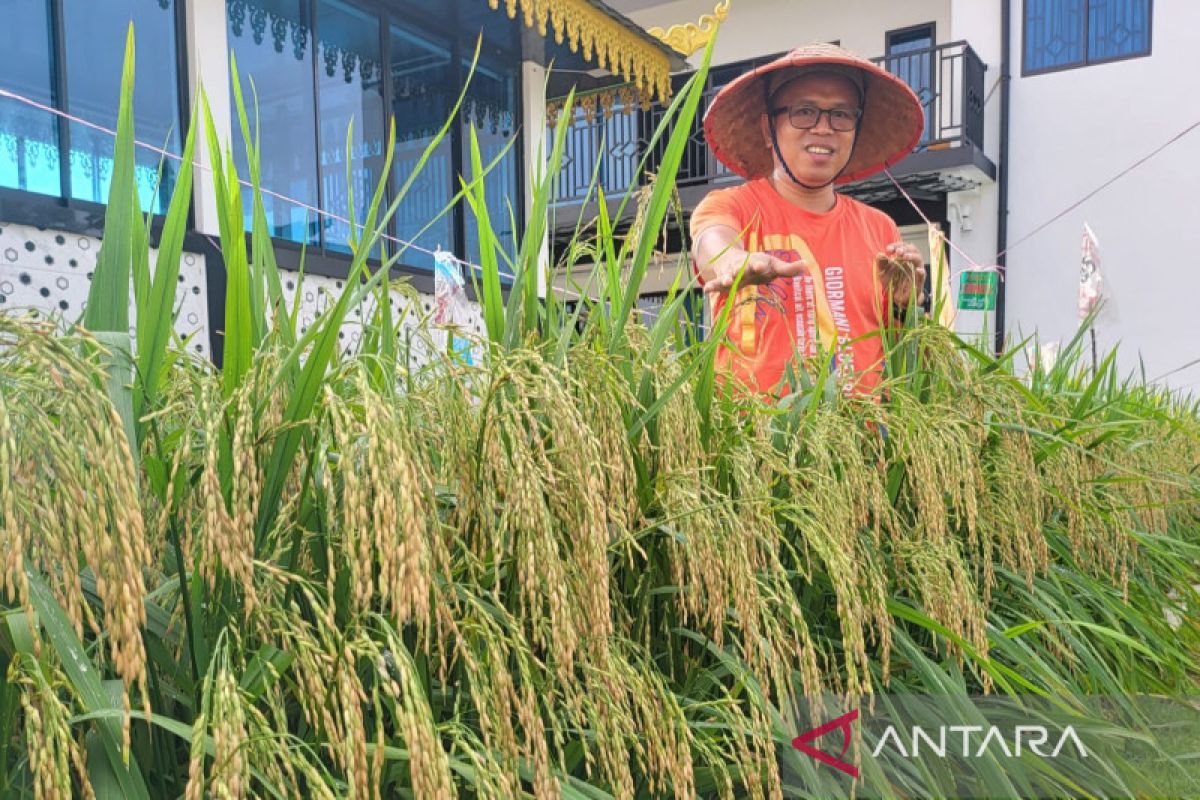 Kementan puji warga Tanjungpinang sukses tanam padi di pekarangan