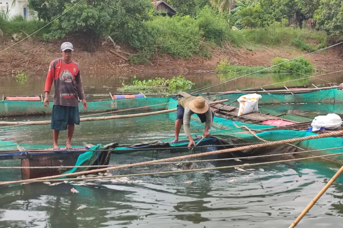 Belasan ton ikan keramba di Desa Mali-Mali mati, pembudidaya rugi ratusan juta