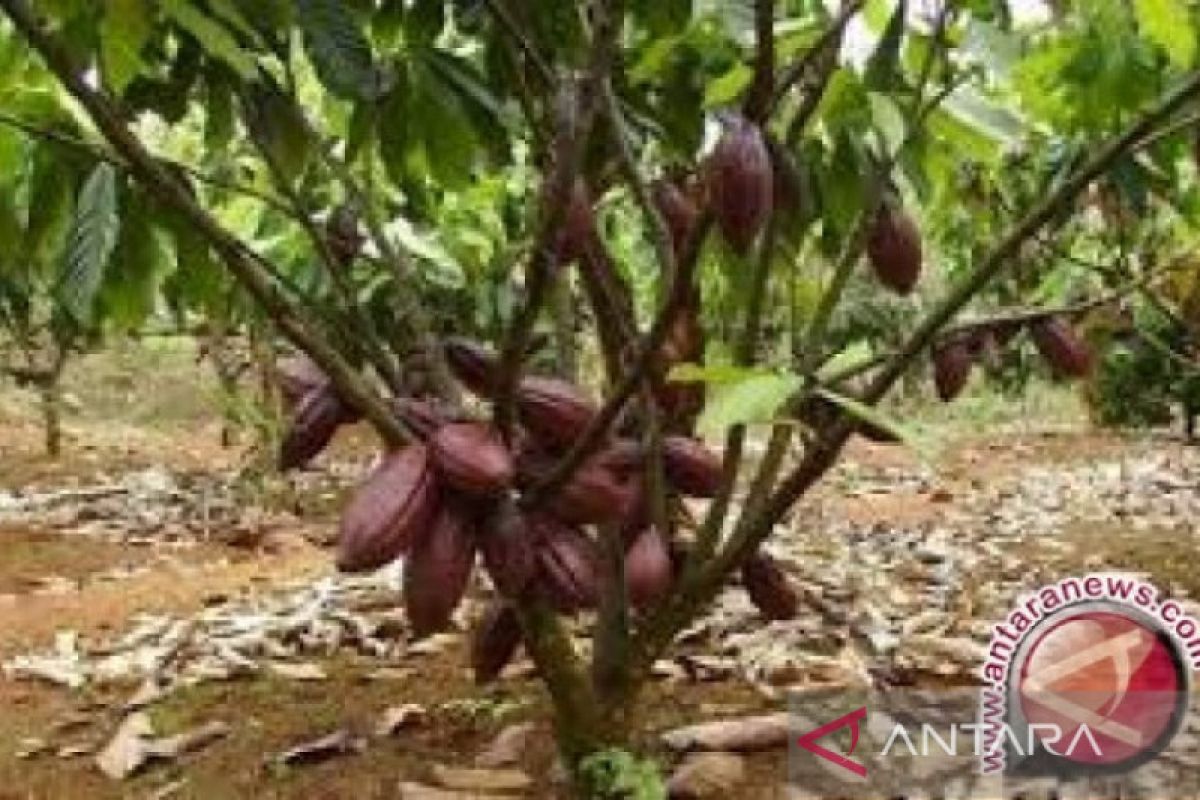 Disbun Sultra sebut harga kakao non fermentasi naik Rp10.000 jadi Rp125.000/kg