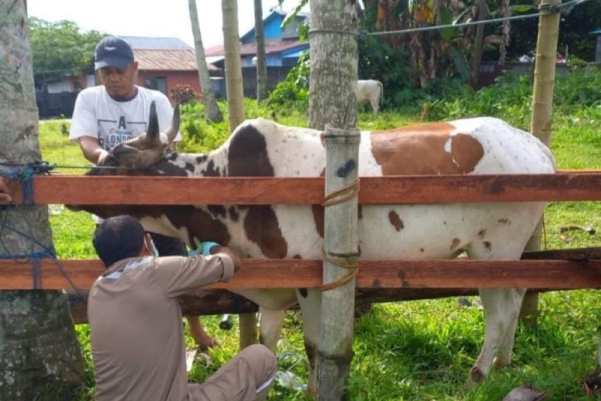 Artikel - Menjadikan Maluku Utara pemasok sapi di Indonesia timur