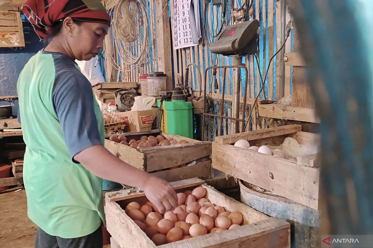 Harga daging dan telur ayam beri andil inflasi Kota Malang