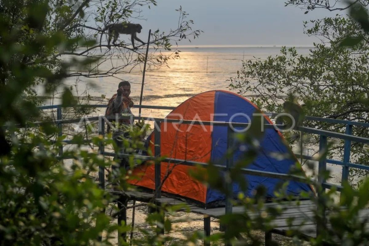 Perlindungan kawasan mangrove di Tanjung Jabung Barat