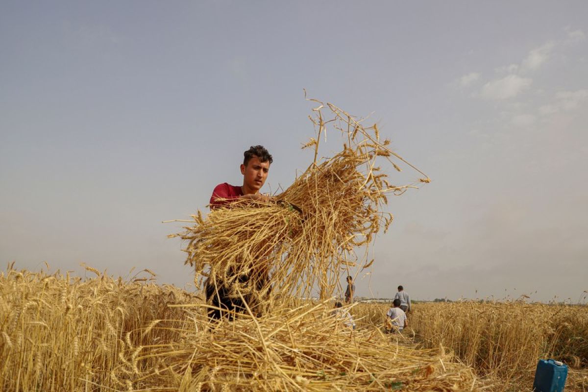 Perubahan iklim sebabkan kerugian panen gandum bagi petani Gaza
