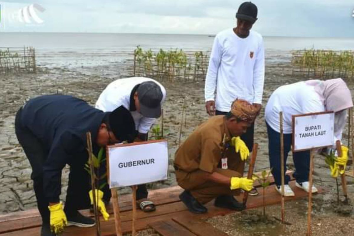 Pemprov Kalsel tanam 7.000 bibit mangrove di pesisir pantai Desa Sungai Bakau