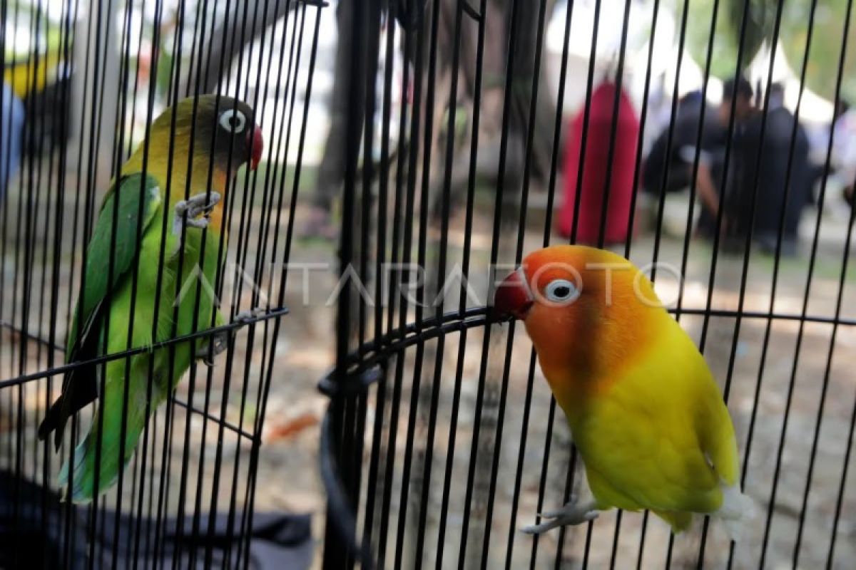 Anggota DPRD Medan sarankan  Dispar gelar festival burung kicau