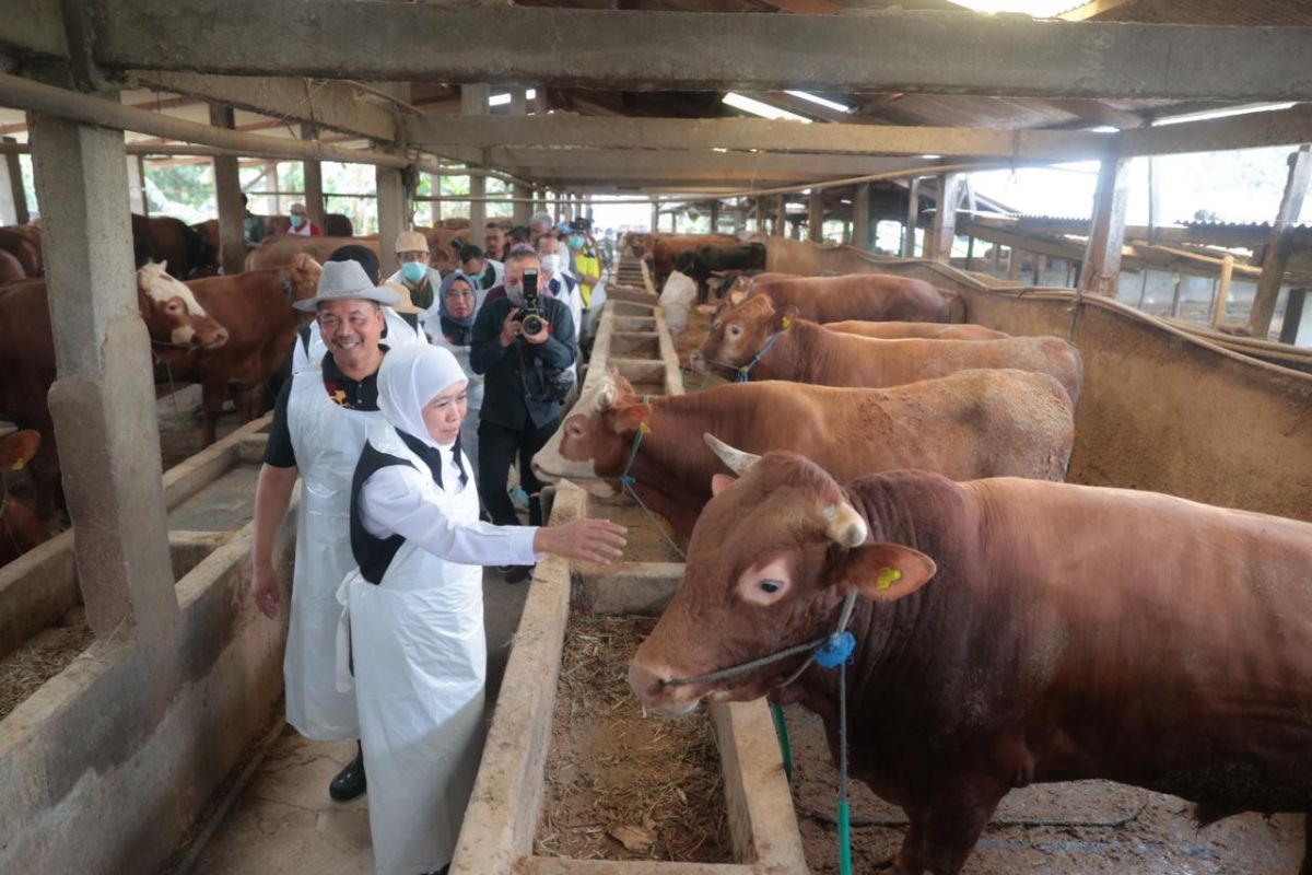 Qurbani livestock surplus in East Java: Khofifah