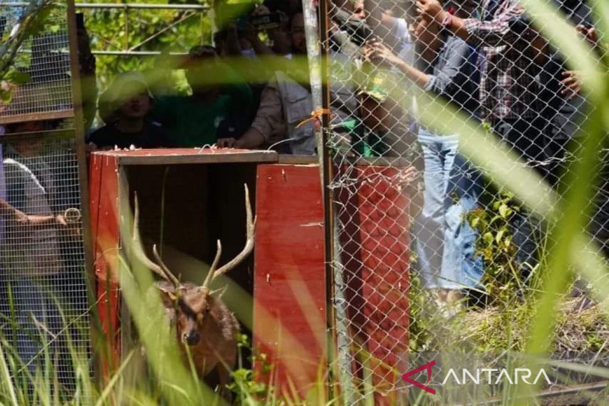 10 rusa timor dilepas di Taman Wisata Alam Batu Angus Bitung