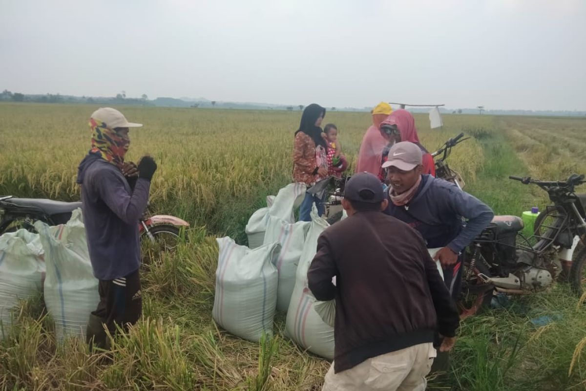 BPS: Harga gabah Sumut di petani dan penggilingan naik pada Juni 2023