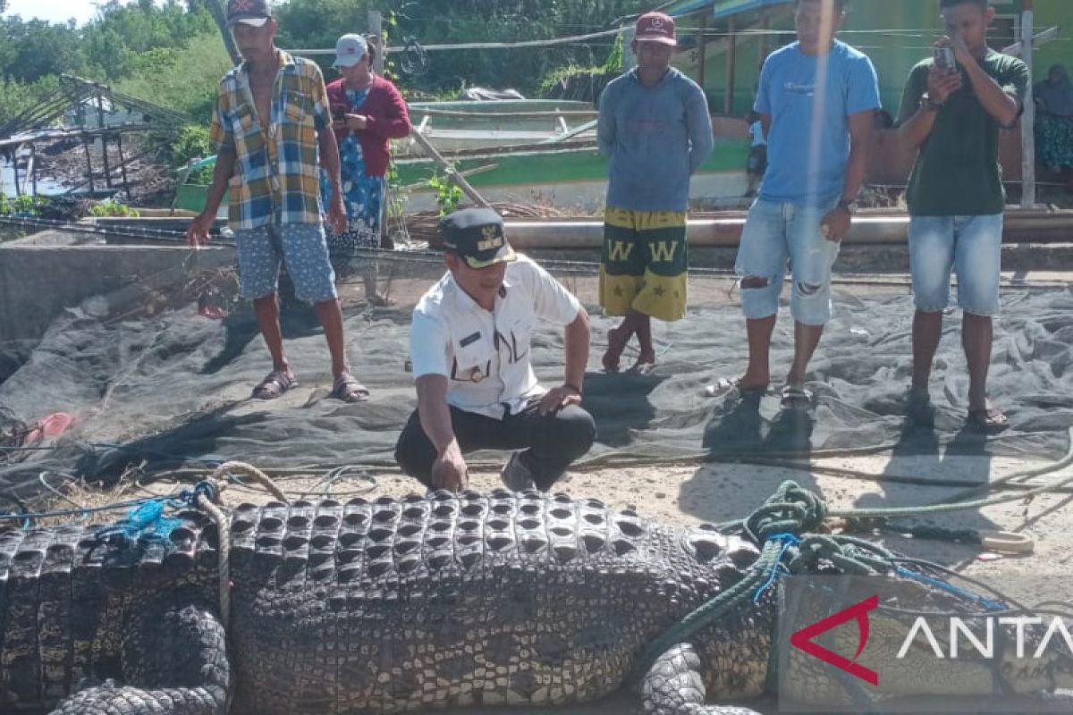 Buaya sepanjang 4,7 meter terjaring nelayan di Desa Bulalo Gorontalo Utara