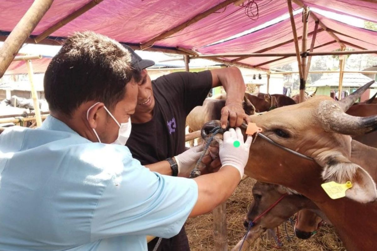 Sudin KPKP lakukan pemeriksaan hewan kurban di Cakung dan Duren Sawit