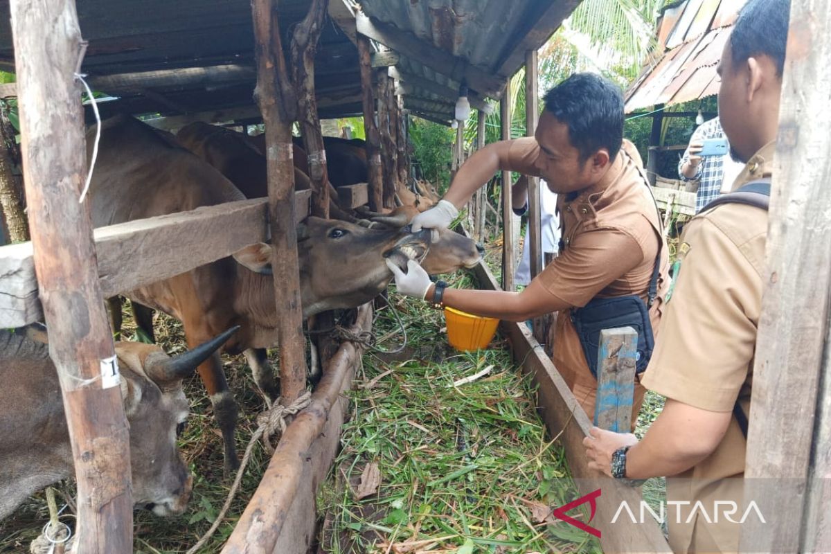 Tahun ini, stok hewan kurban lokal mampu penuhi kebutuhan di Meranti