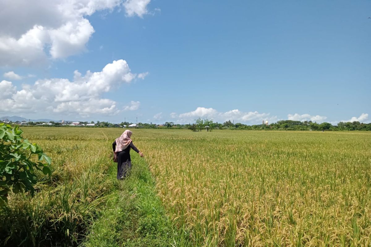 Distan Mataram mengoptimalkan pengolahan tanah tingkatkan produksi padi