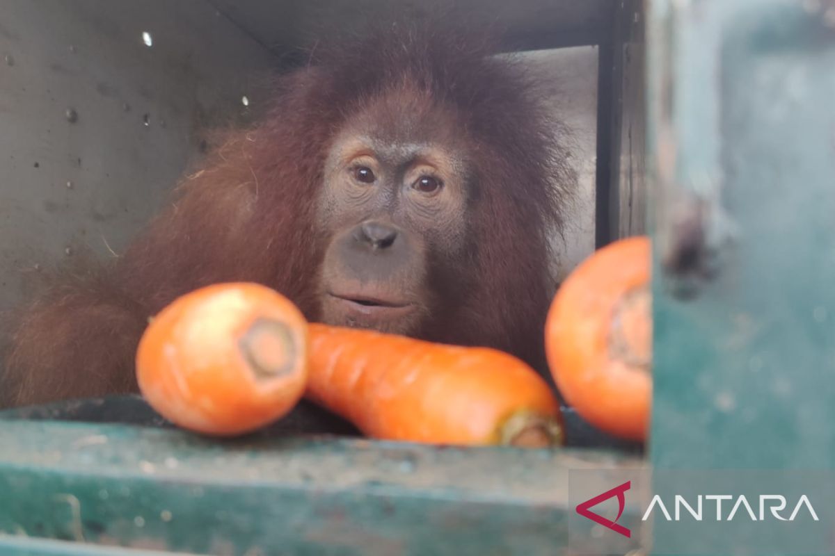 Empat orangutan Sumatera dipindahkan dari Sibolangit ke Jantho Aceh