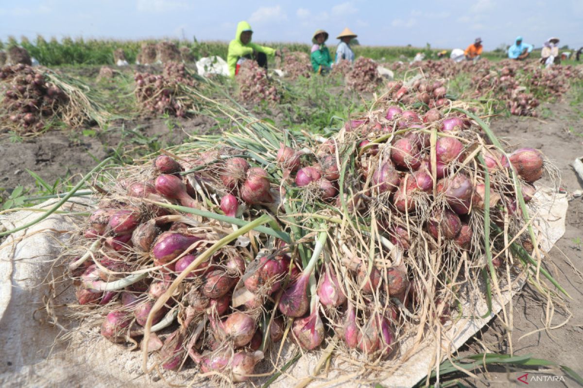 BRIN develops extreme weather-resistant shallot variety