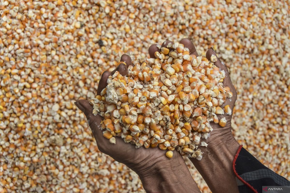 Pinsar minta pemerintah sinkronisasi kebijakan harga jagung