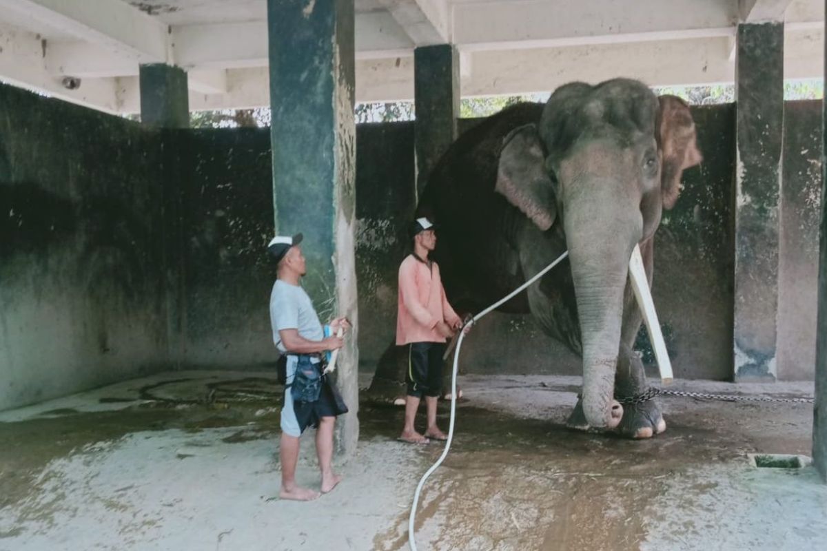 Semarang Zoo segera datangkan dua gajah sumatera