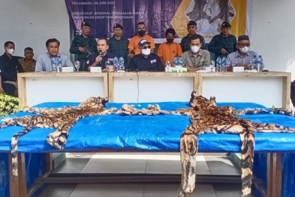 Satuan Polhut tangkap dua penjual kulit harimau Sumatera