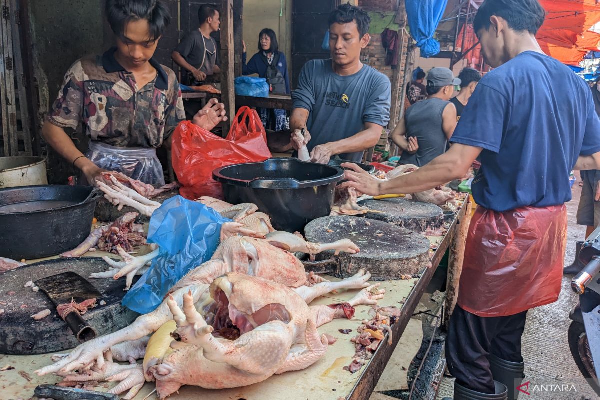 Harga daging ayam ras di Medan melebihi harga acuan pemerintah