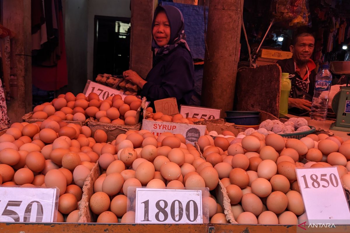 Pedagang telur ayam di Medan menjerit  akibat tingginya harga