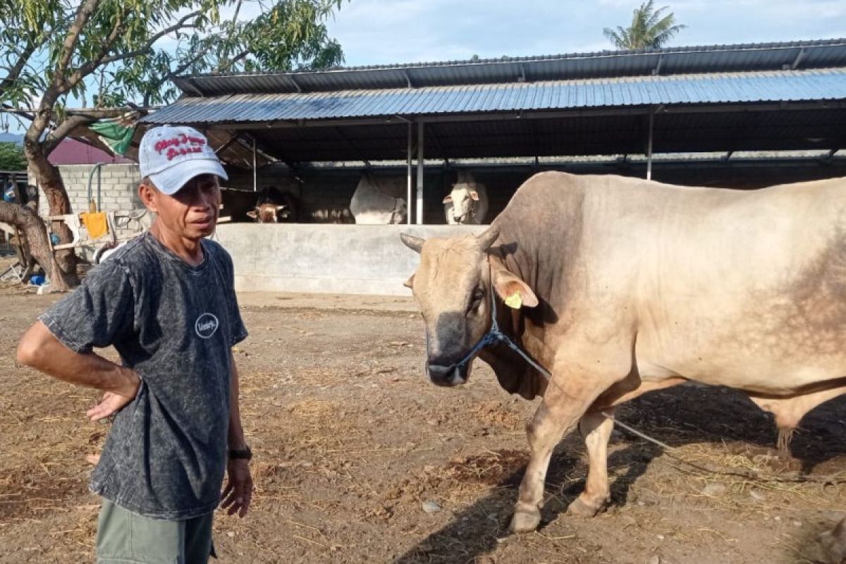 Provinsi Sulteng dapat satu ekor sapi kurban dari Presiden