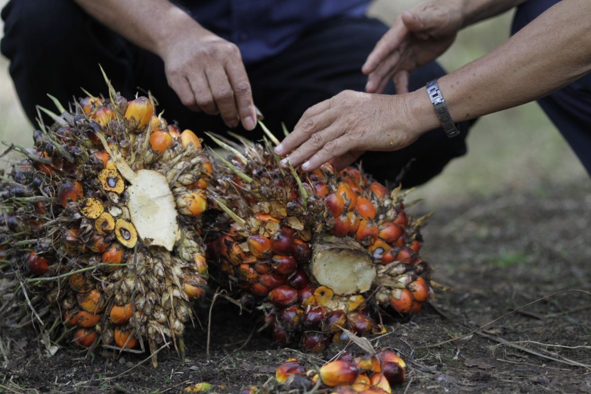 103,2 persen kebun sawit PTPN XIII dikelola bersama petani lokal