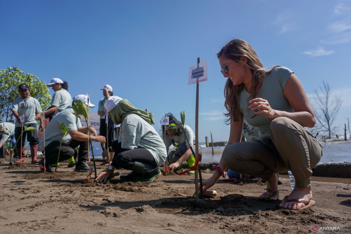 BRIN: Mangrove berpotensi memitigasi dan adaptasi dampak El Nino