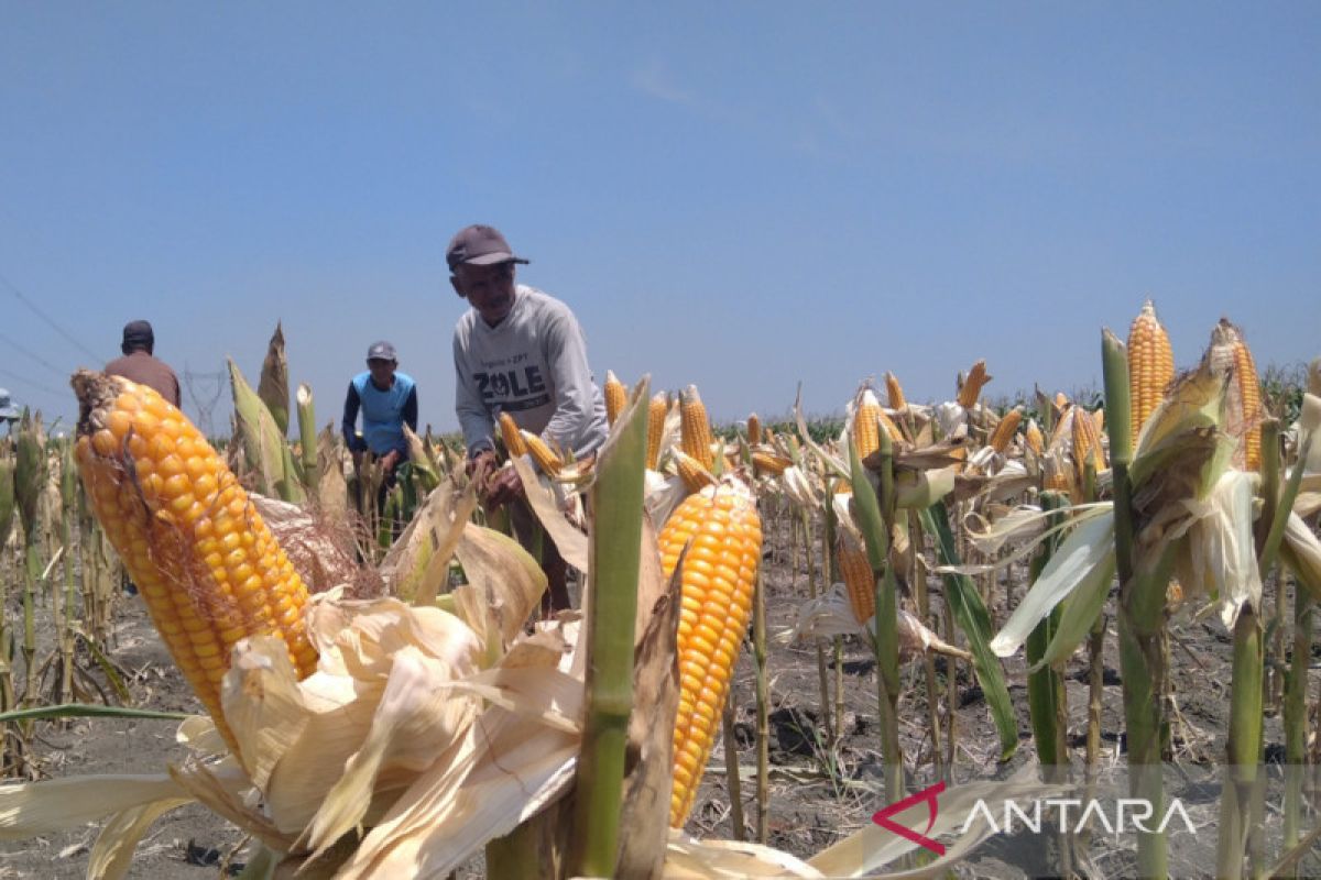 Pemkab: Petani jagung di Grobogan tertolong pabrik pakan ternak