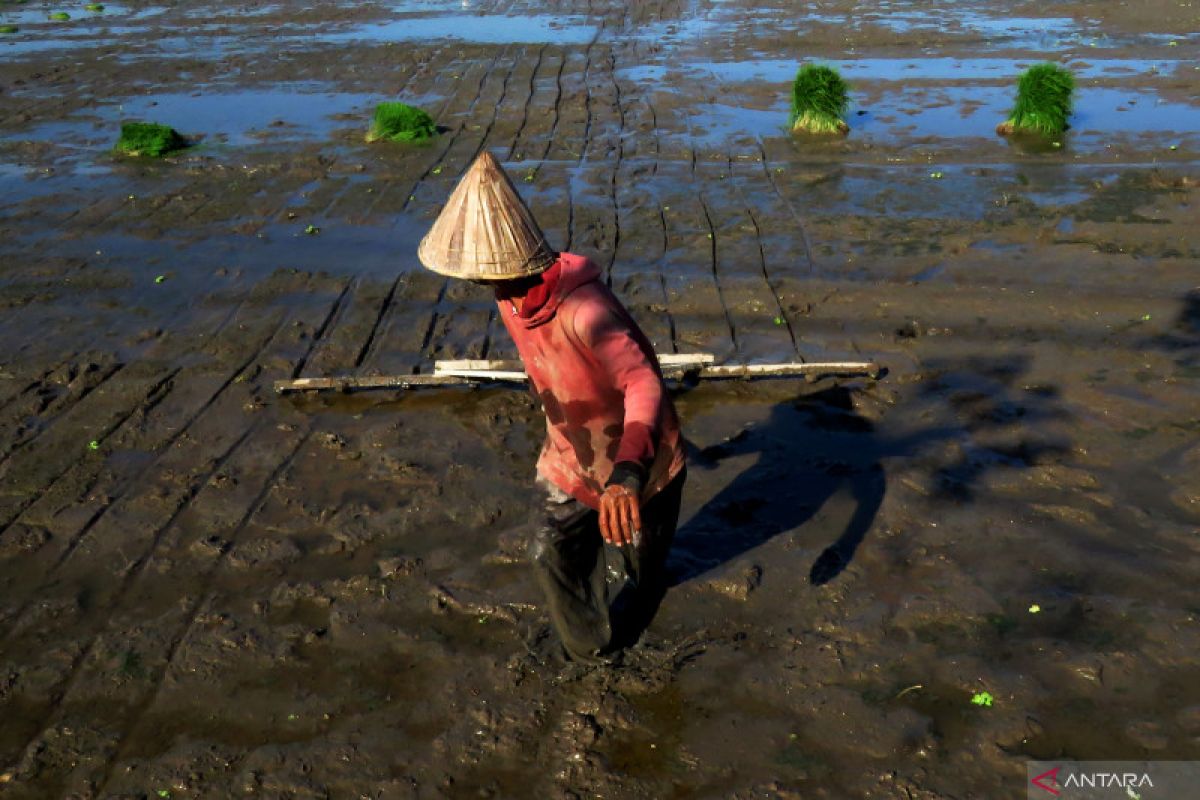 Optimisme sektor pertanian setelah Pekan Nasional Petani dan Nelayan