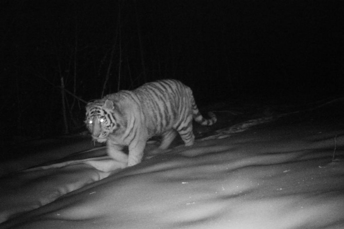 Harimau Siberia berhasil diabadikan di Pegunungan Hinggan Raya, China
