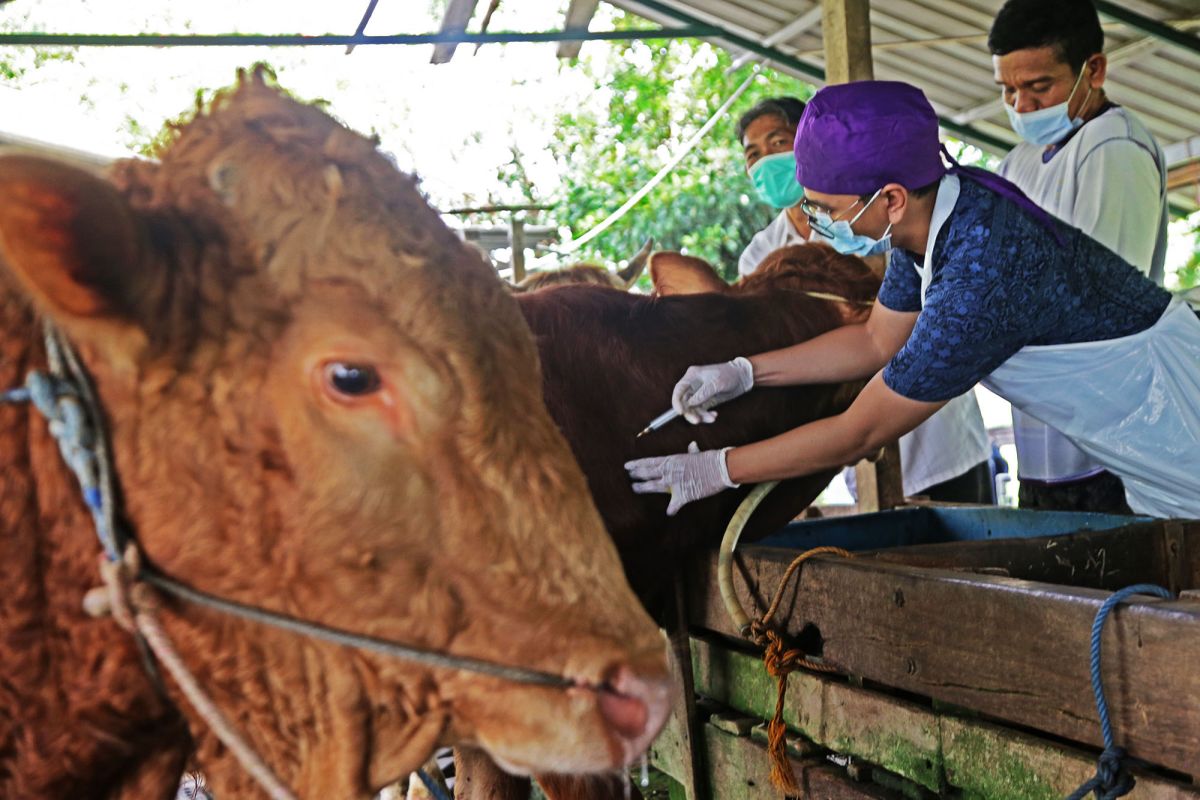 Kota Surabaya terima alokasi 600 dosis vaksin LSD untuk ternak sapi