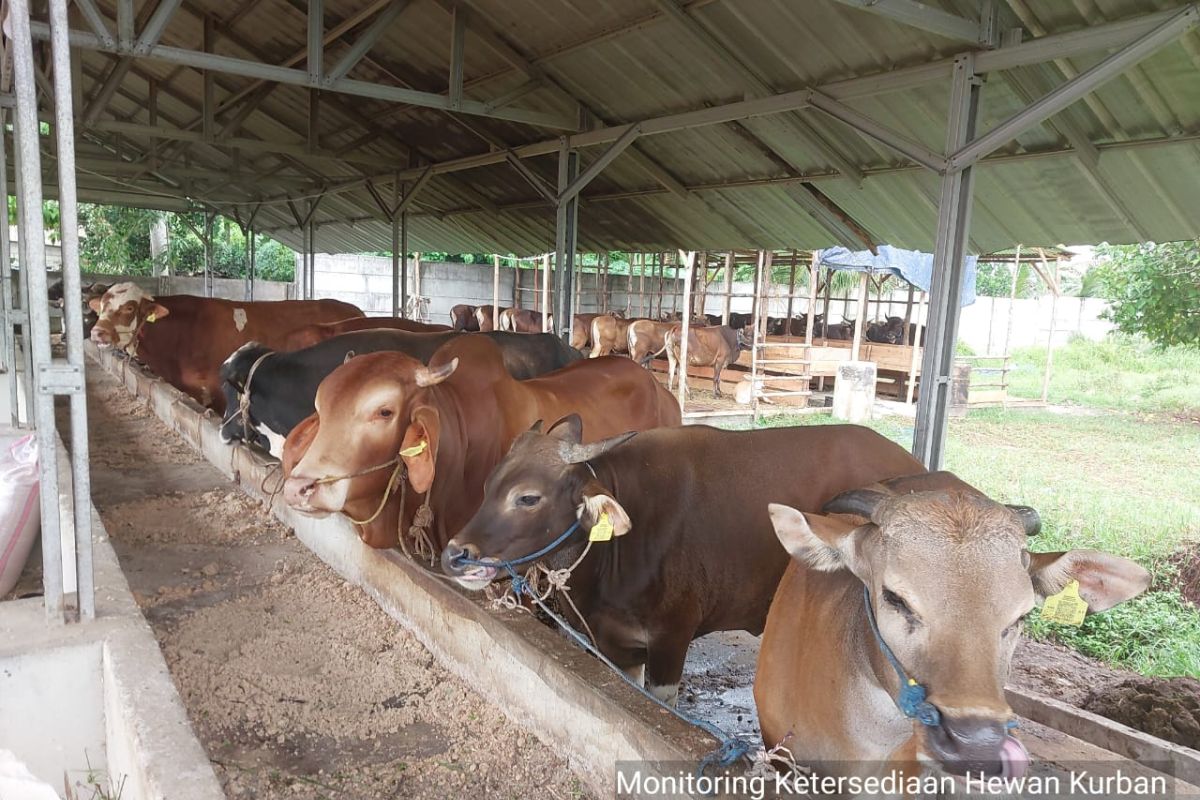 Dinas Peternakan OKU Timur pastikan stok hewan kurban aman